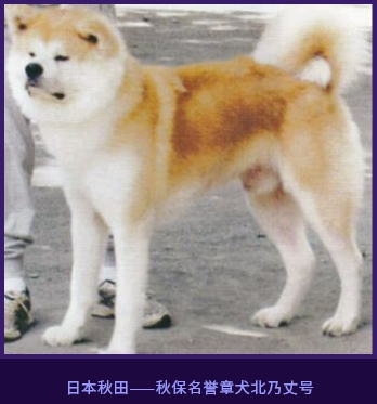 名誉章犬北乃丈号